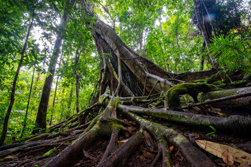Beautiful wet tropics forest in Mossman Gorge UNESCO heritage site, Queensland, Australia