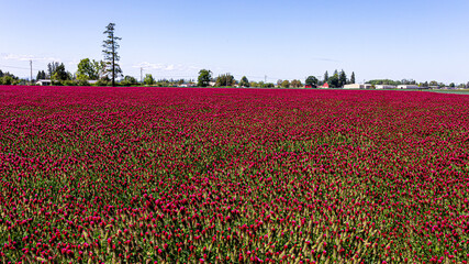 Large clover field in Oregon