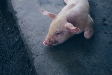 Close up of little pig or swine lying on the concrete ground. Selective focus. Copy space.