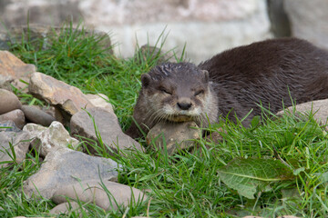 Asian small-clawed otter (Amblonyx cinerea) sleepingwith head on a rock with green grass - Powered by Adobe