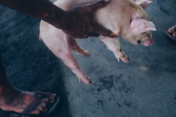 Fototapeta premium Side view of a healthy swine carried up by man's hand. Selective focus. Close up view.