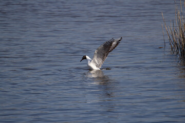 Black-Headed Gull (Chroicocephalus ridibundus)  wings raised diving for food into the blue water of a lake