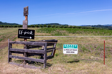 A blackboard nailed to an old wooden post read "U-pick" with a pointing arrow. A white and green information sign next to it read "Safety first" and "U-pick at our own risk"