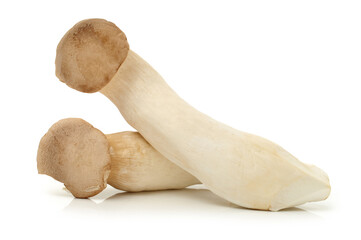King oyster mushroom Pleurotus eryngii on white background 