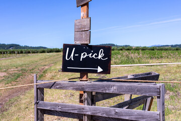 A blackboard nailed to an old wooden post read "U-pick" with a pointing arrow