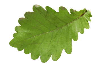 Oak leaves isolated against a white background (Quercus robur)