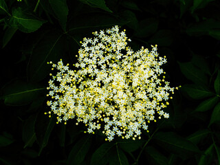 Blooming white elderberry flower in the night darkness. Sambucus plant. Sambucus flower. Night...