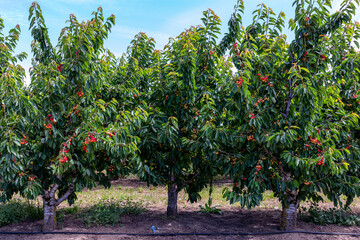 Fototapeta na wymiar Small cherry trees with ripe cherries on them. Cherry orchard in Northern Oregon
