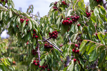 Dark ripe cherries hanging on branches of a cherry tree on a cherry orchard in Oregon.