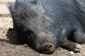 close up of a single Wild Boar (Sus scrofa) with a dirty nose