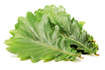 Oak leaves isolated against a white background (Quercus robur)