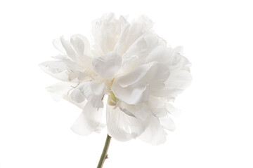 white peony on the white