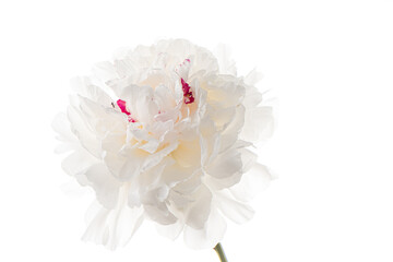 white peony on the white