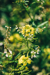 Yellow Wild Flowers. Wallpaper with Wild Flowers. Love Nature. Macro