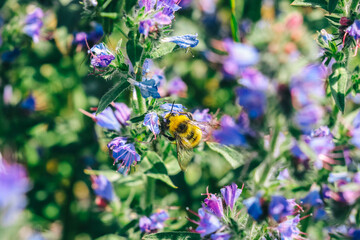 Sweet Start Of The Day With Bumblebee and Flowers. Wildlife. Wildflowers. Macro World. Macro Photography