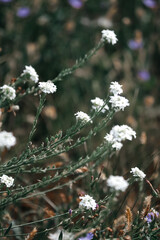 White wild flowers In Garden. Wallpapers with white wild flowers. Macro Nature