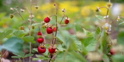 Red forest strawberry and white wild strawberry flowers on the bush
