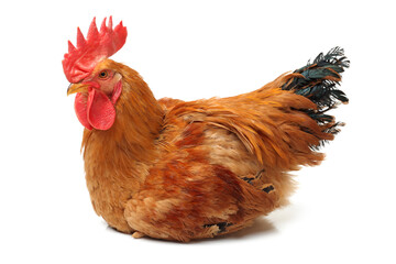 Red rooster on white background 