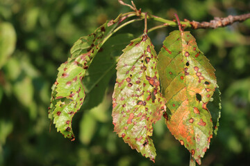 Red spotted cherry leaves on branch with disease in the orchard. Prunus avium tree with illness on...