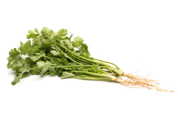 bunch of fresh cilantro isolated on white