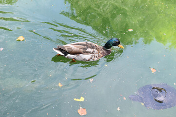 Ducks in a pond at the National Zoo, Washington, DC