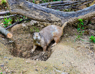 Prairie dog in its enclosure at the National Zoo, Washington, DC
