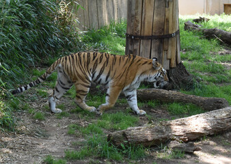 Tiger pacing in its enclosure at the National Zoo, Washington, DC