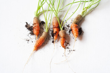 carrots with soil and green leaves on white