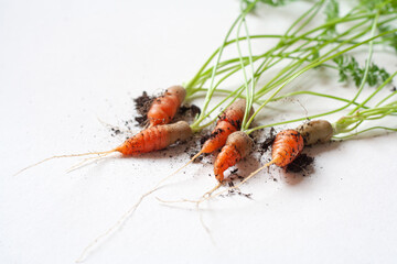 carrots with soil and green leaves on white