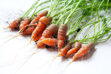 carrots with soil and green leaves on white