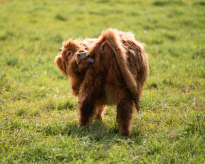 Highland Calf