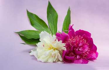 White and pink peony lie on a purple background