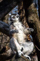 The ring-tailed lemur,Lemur catta with white ringed tail is the most known lemur