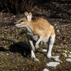 The agile wallaby, Macropus agilis also known as the sandy wallaby