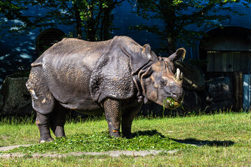 Obraz premium The Indian Rhinoceros, Rhinoceros unicornis aka Greater One-horned Rhinoceros