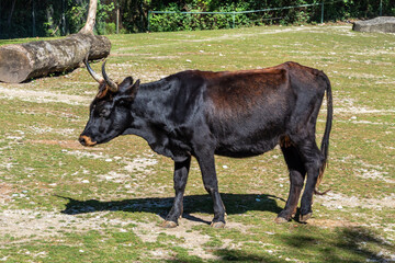 Heck cattle, Bos primigenius taurus or aurochs in the zoo