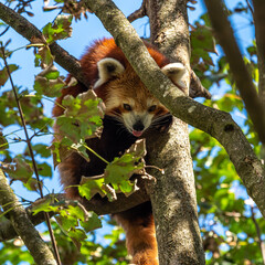 The red panda, Ailurus fulgens, also called the lesser panda.