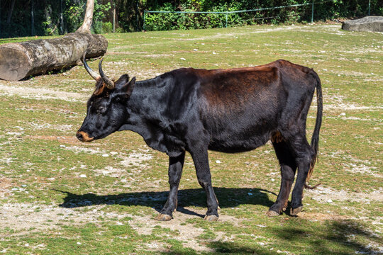 Heck cattle, Bos primigenius taurus or aurochs in the zoo