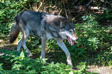 European Grey Wolf, Canis lupus in a german park