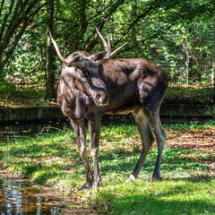 European Moose, Alces alces, also known as the elk