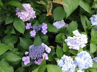 色々なあじさい