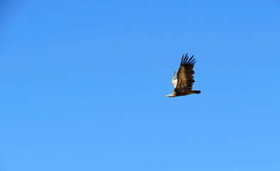 Side view of a vulture flying in a blue sky.