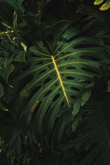 tropical fern leaf large