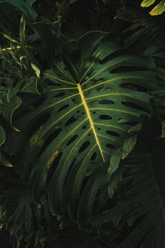 tropical fern leaf large