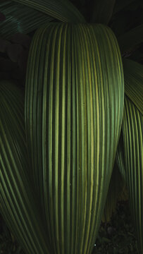 large leaf