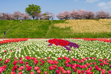 【東京都】荒川土手のチューリップ畑（都市農業公園）