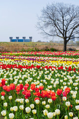 【東京都】荒川土手のチューリップ畑（都市農業公園）