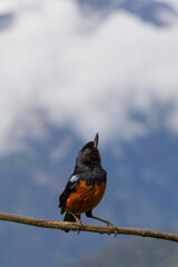 A wonderful black and orange bird perches on a tree branch and looks up at the sky