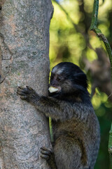 Macaco mico sagui na natureza no Brasil.