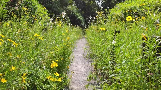 Walking through the wildflowers
